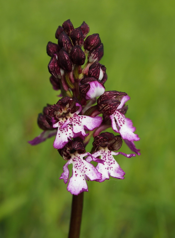 Vstavač nachový (Orchis purpurea)