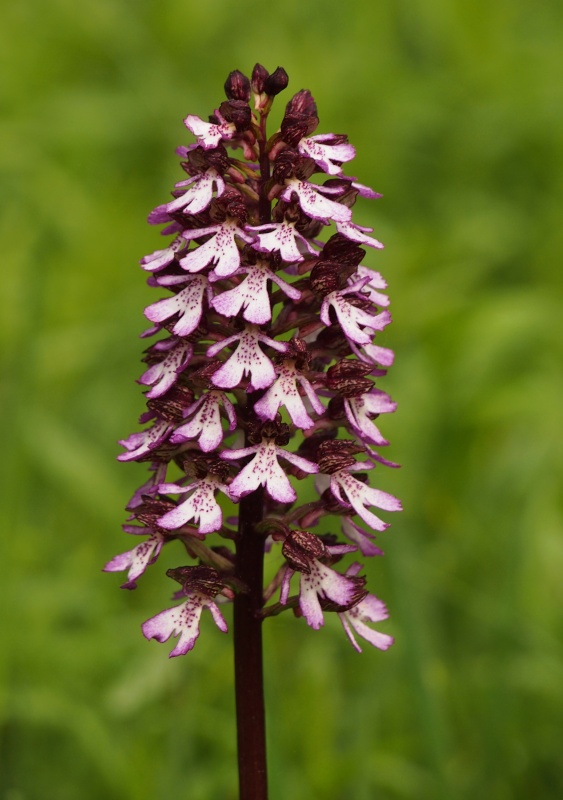 Vstavač nachový (Orchis purpurea)