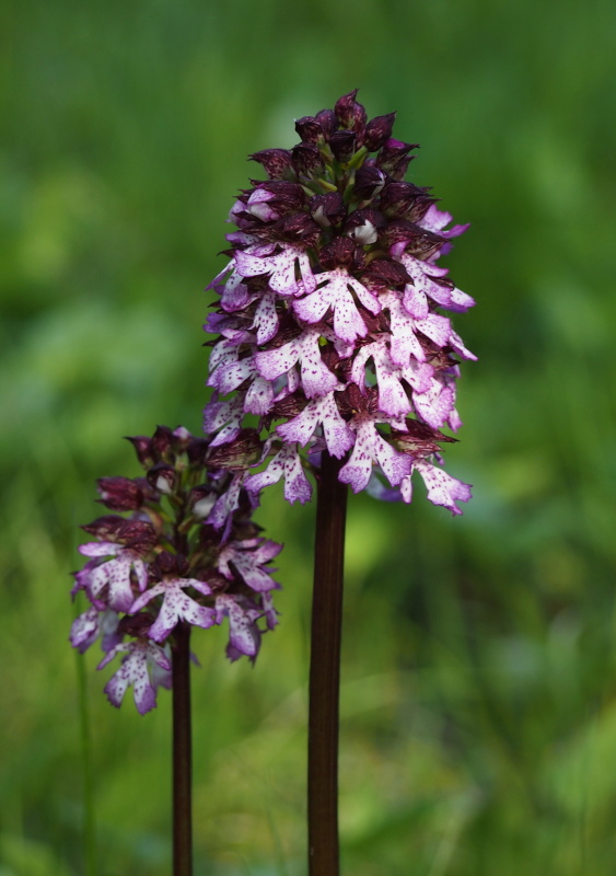 Vstavač nachový (Orchis purpurea)