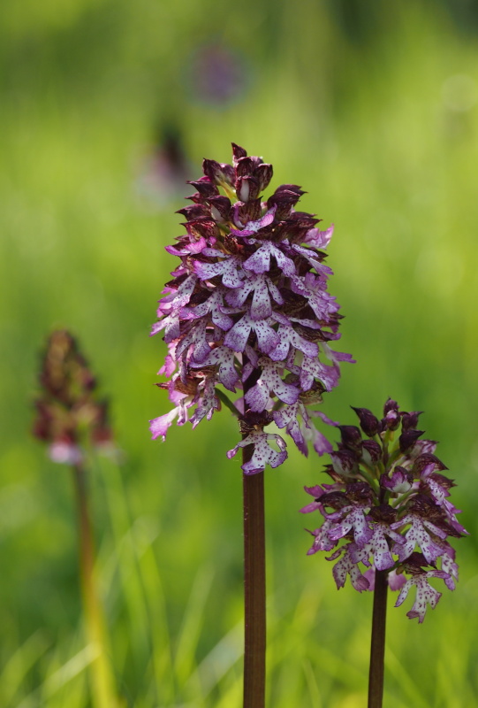 Vstavač nachový (Orchis purpurea)