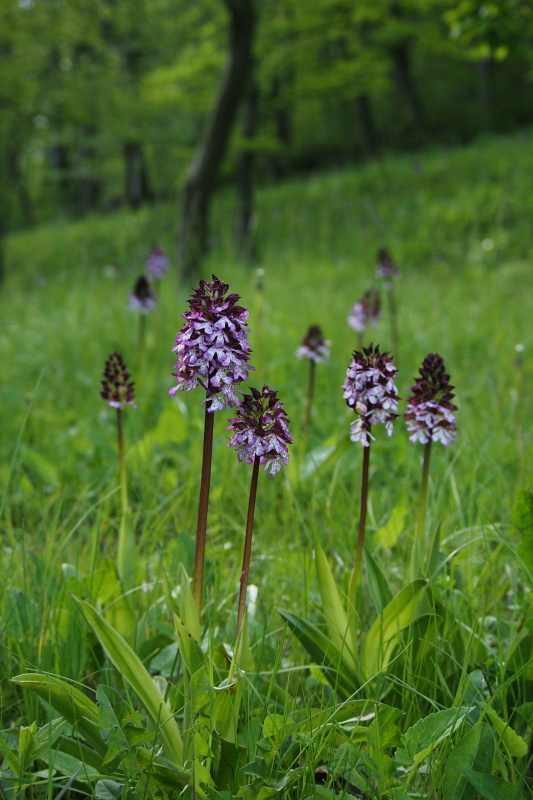 Vstavač nachový (Orchis purpurea)