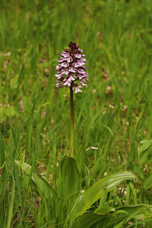 Vstavač nachový (Orchis purpurea)