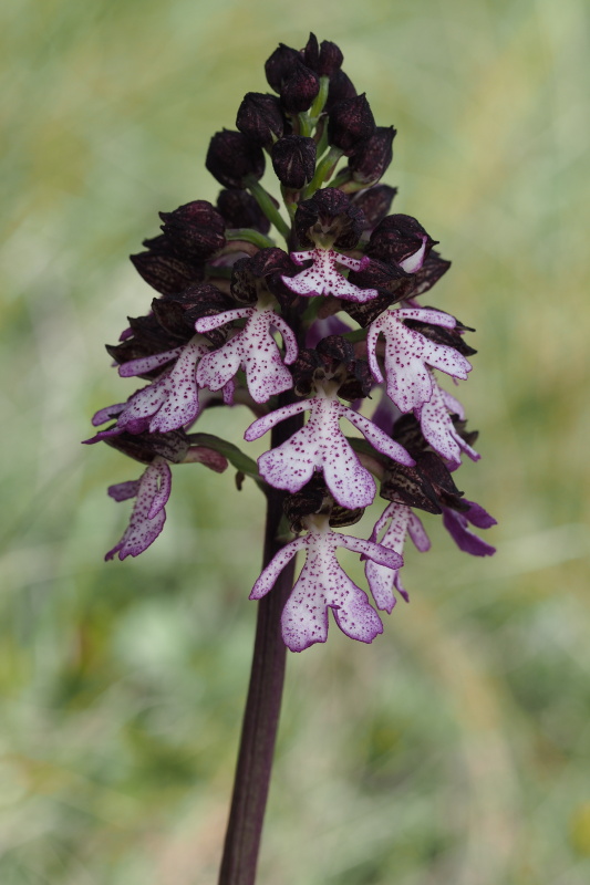 Vstavač nachový (Orchis purpurea)