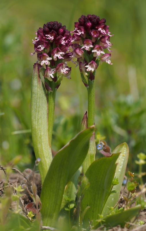 Vstavač osmahlý (Neotinea ustulata)