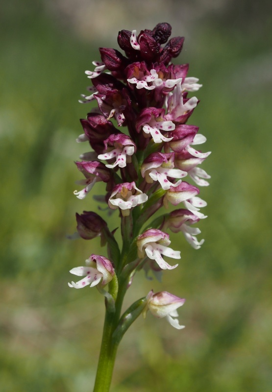 Vstavač osmahlý (Neotinea ustulata)