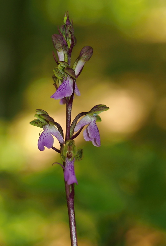 Vstavač Spitzelův (Orchis spitzelii)