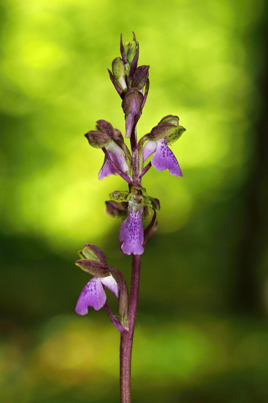 Vstavač Spitzelův (Orchis spitzelii)