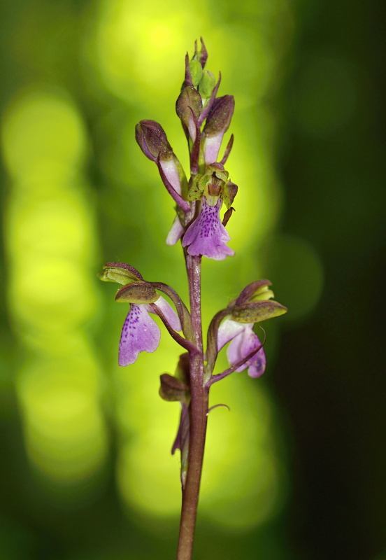 Vstavač Spitzelův (Orchis spitzelii)