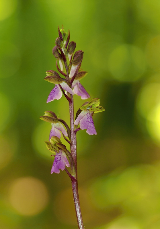 Vstavač Spitzelův (Orchis spitzelii)