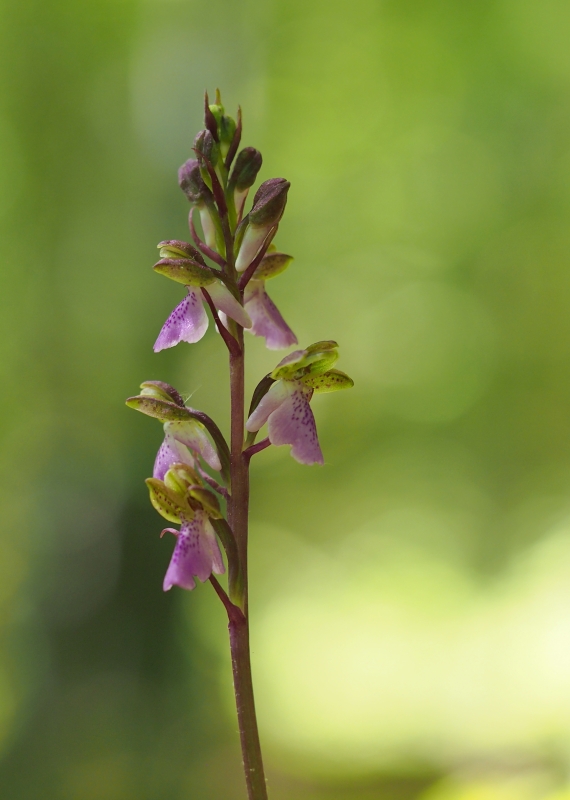 Vstavač Spitzelův (Orchis spitzelii)