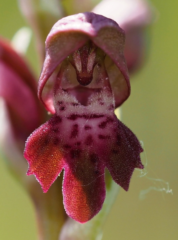 Vstavač štěničný (Orchis coriophora)