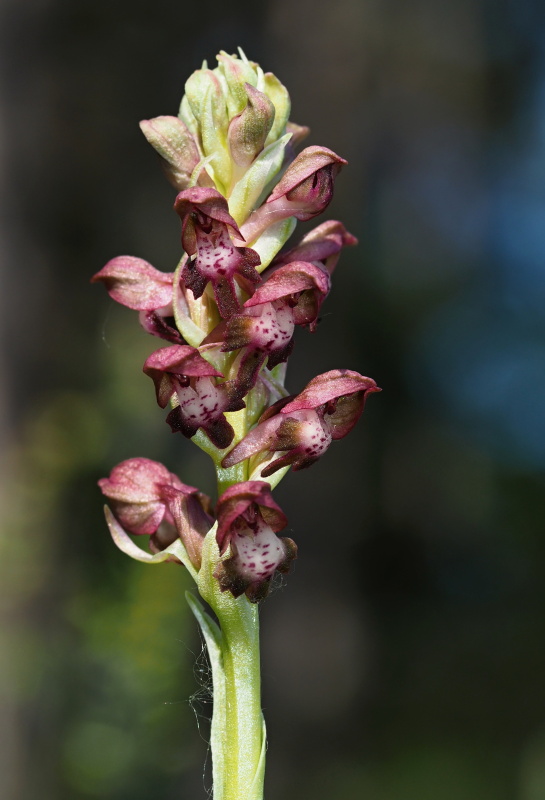 Vstavač štěničný (Orchis coriophora)