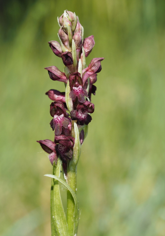 Vstavač štěničný (Orchis coriophora)