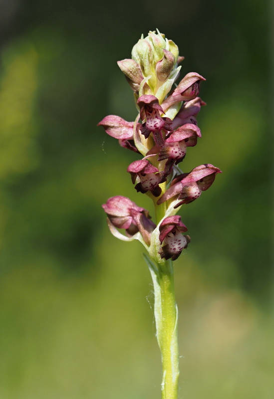 Vstavač štěničný (Orchis coriophora)