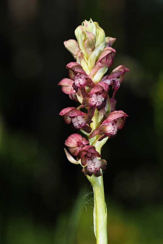 Vstavač štěničný (Orchis coriophora)