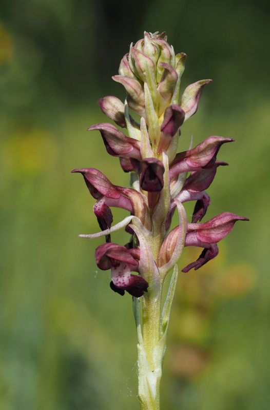 Vstavač štěničný (Orchis coriophora)