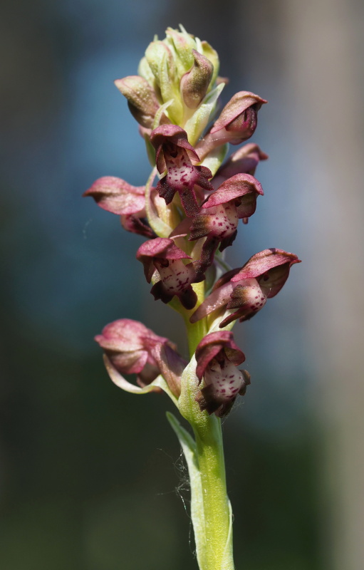 Vstavač štěničný (Orchis coriophora)