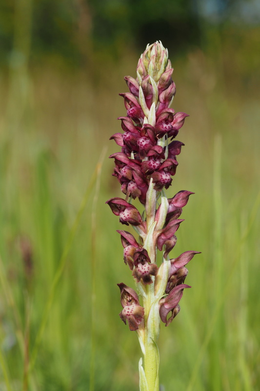 Vstavač štěničný (Orchis coriophora)