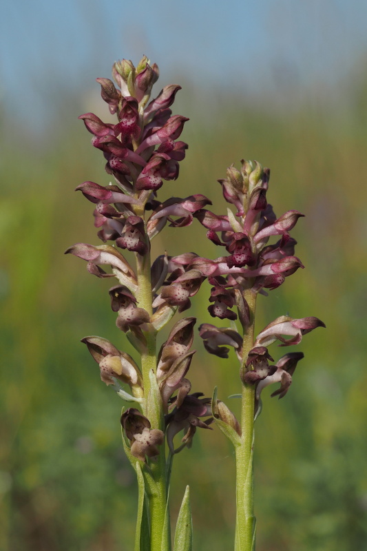 Vstavač štěničný (Orchis coriophora)