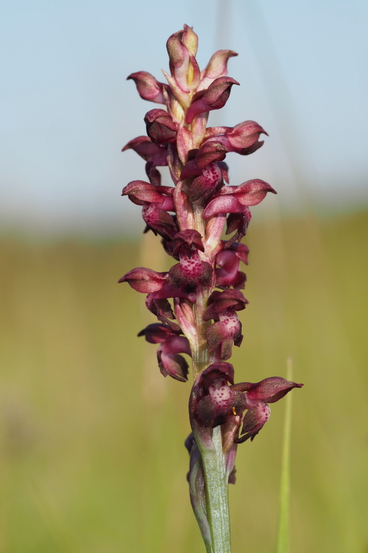 Vstavač štěničný (Orchis coriophora)