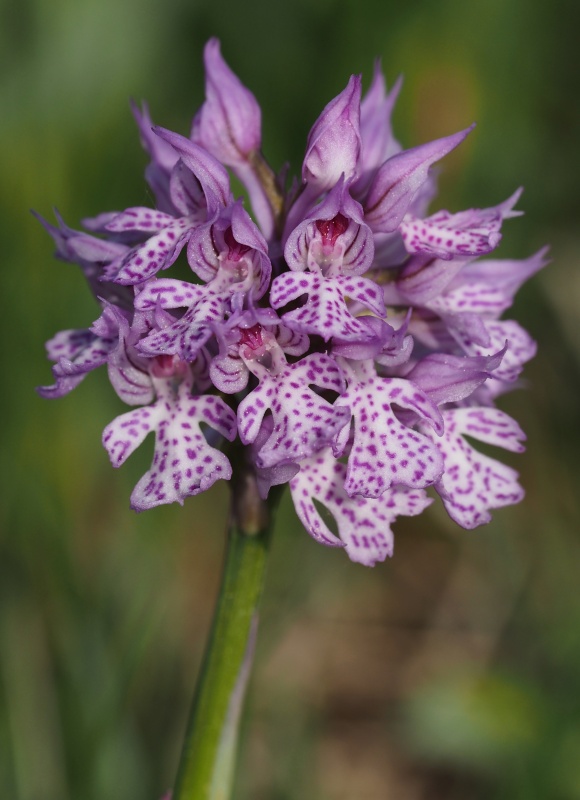 Vstavač trojzubý (Orchis tridentata)