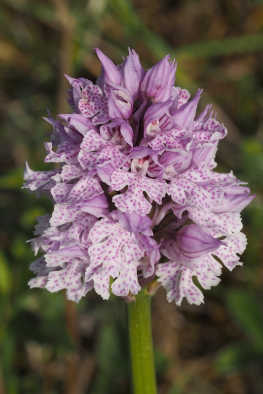 Vstavač trojzubý (Orchis tridentata)