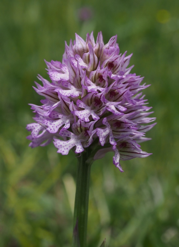 Vstavač trojzubý (Orchis tridentata)