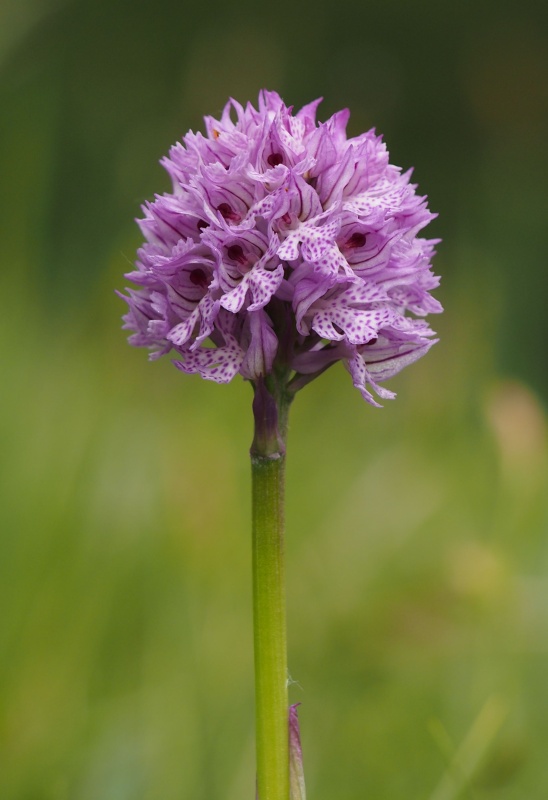 Vstavač trojzubý (Orchis tridentata)