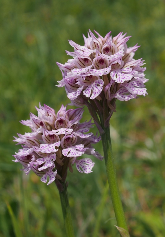 Vstavač trojzubý (Orchis tridentata)