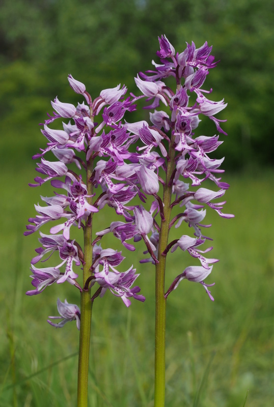 Vstavač vojenský (Orchis militaris)