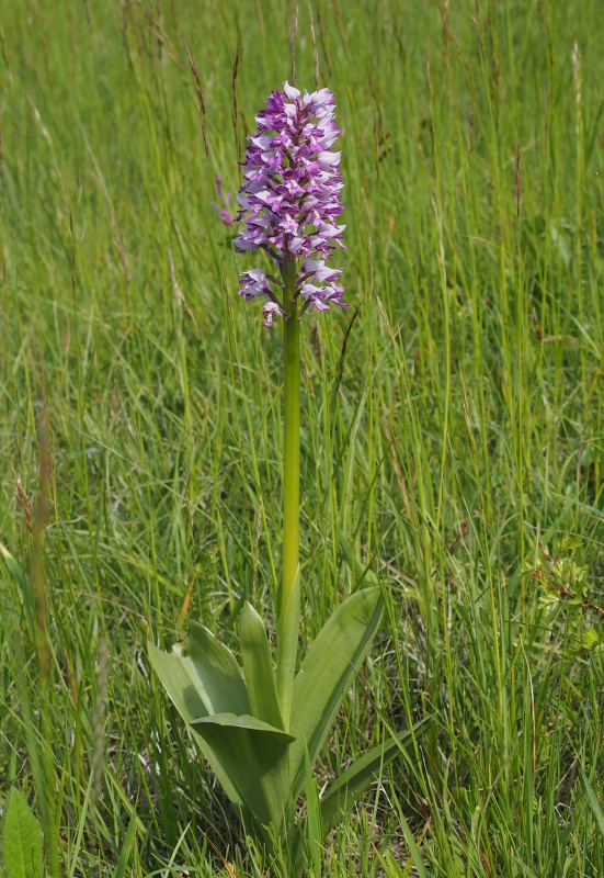 Vstavač vojenský (Orchis militaris)