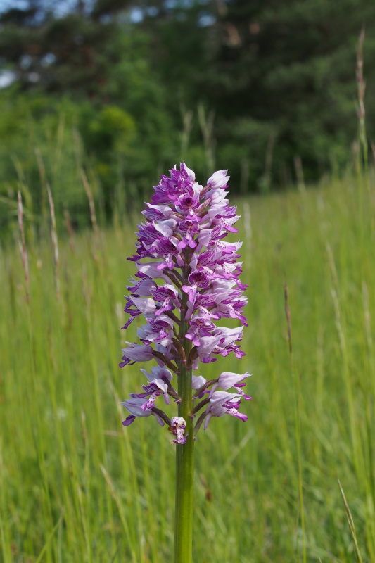 Vstavač vojenský (Orchis militaris)