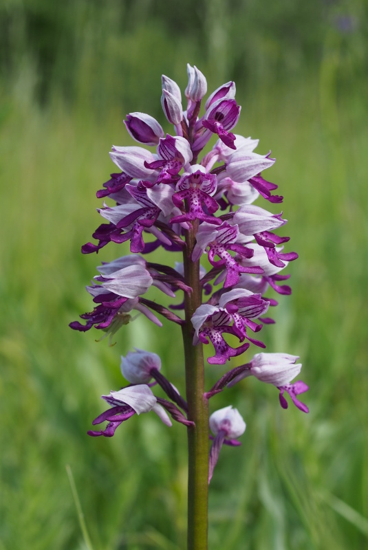 Vstavač vojenský (Orchis militaris)