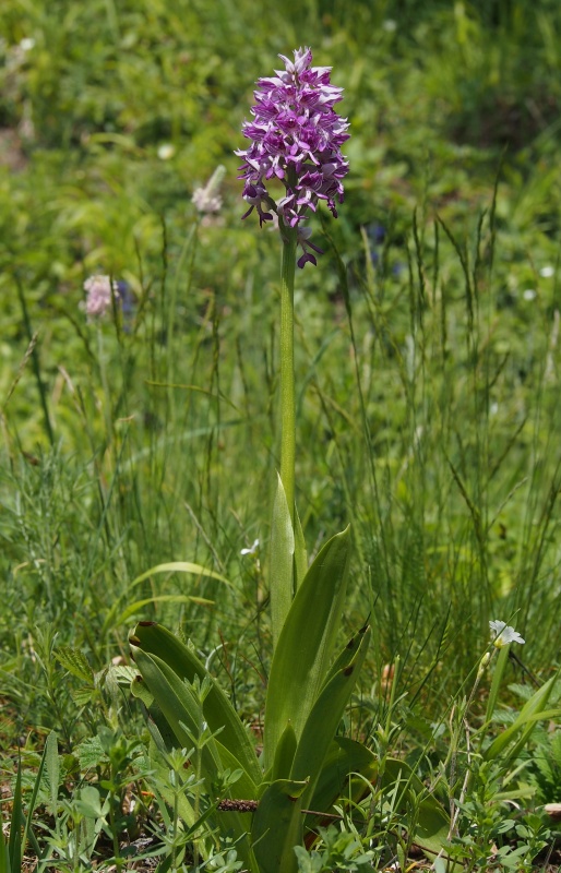 Vstavač vojenský (Orchis militaris)