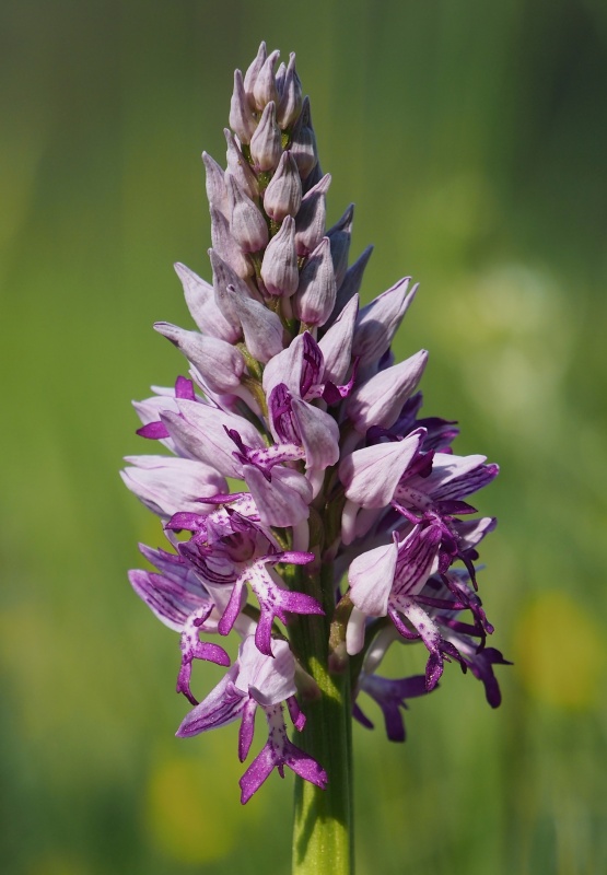 Vstavač vojenský (Orchis militaris)