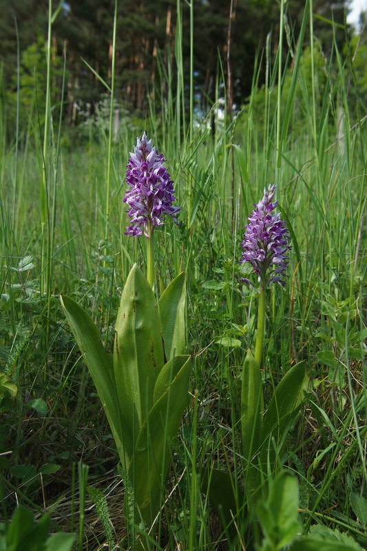 Vstavač vojenský (Orchis militaris)