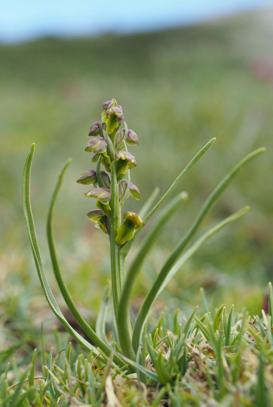 Vstaváček alpínský (Chamorchis alpina)