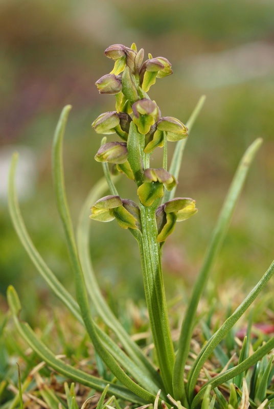 Vstaváček alpínský (Chamorchis alpina)