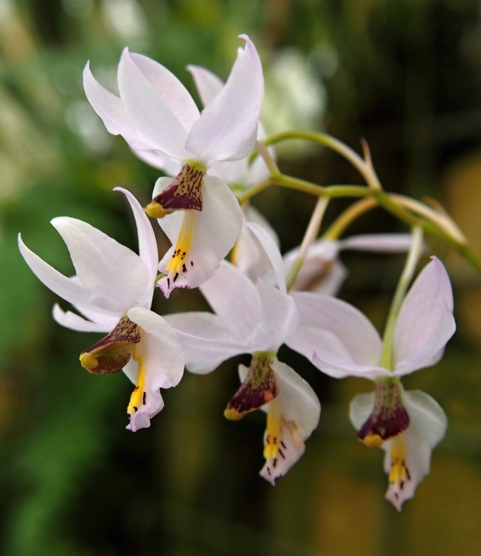 Výstava Kvetoucí orchideje (21.- 23.2.2015)