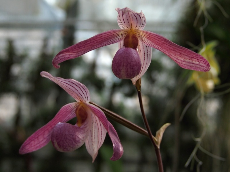 Výstava Kvetoucí orchideje (21.- 23.2.2015)