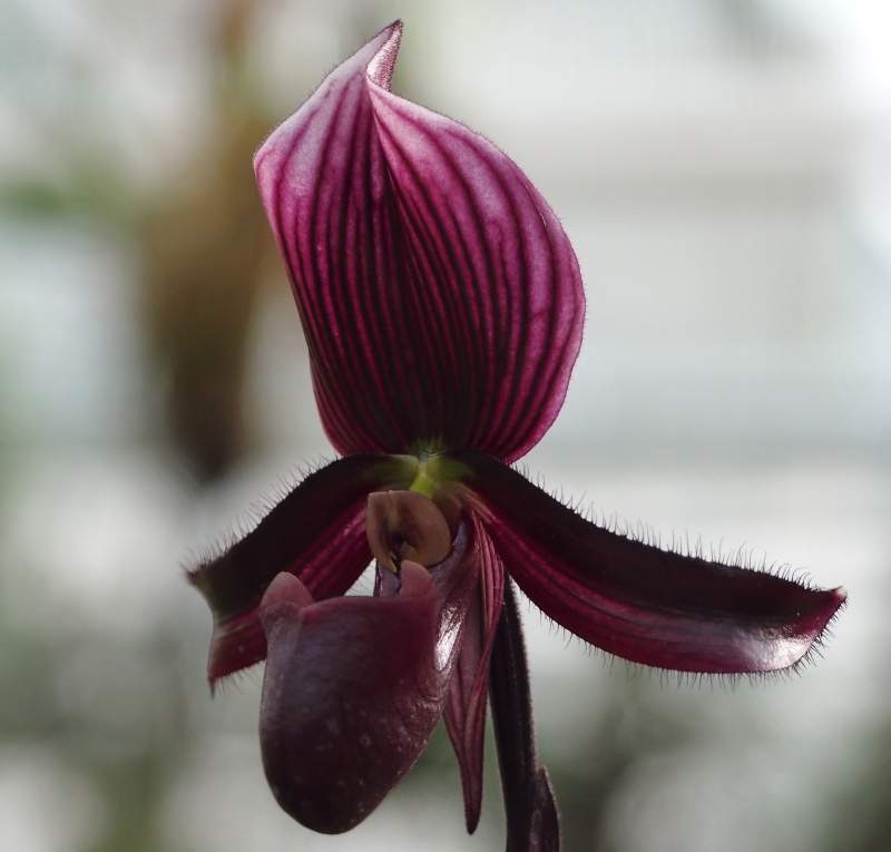 Výstava Kvetoucí orchideje (21.- 23.2.2015)