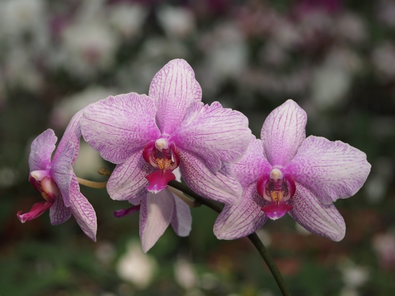 Výstava Kvetoucí orchideje (21.- 23.2.2015)