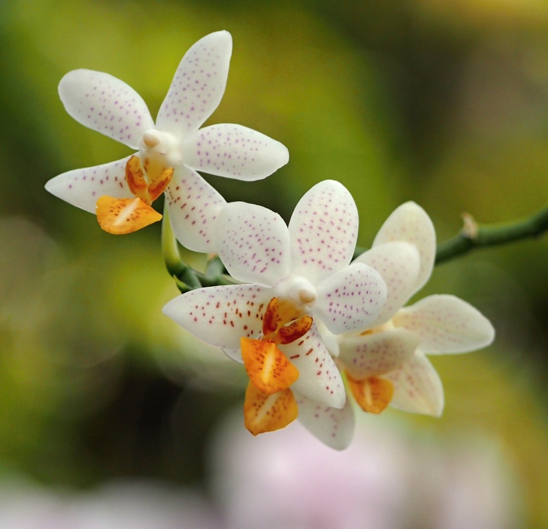 Výstava Kvetoucí orchideje (21.- 23.2.2015)