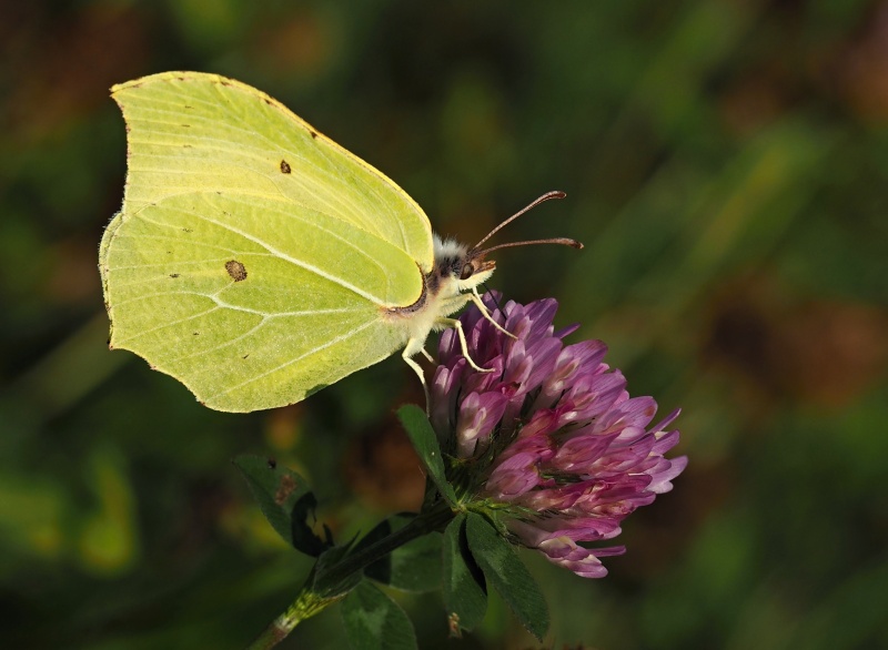 Žluťásek řešetlákový (Gonepteryx rhamni)