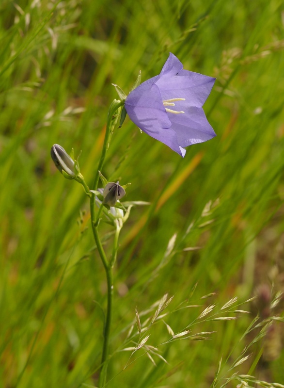 Zvonek broskvolistý (Campanula persicifolia)