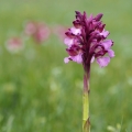 Anacamptis × gennarii (Anacamptis morio x...