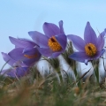 Koniklec velkokvětý (Pulsatilla grandis)