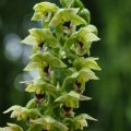 Kruštík širolistý (Epipactis helleborine)