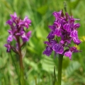 Prstnatec májový (Dactylorhiza majalis)