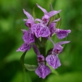 Prstnatec májový (Dactylorhiza majalis)